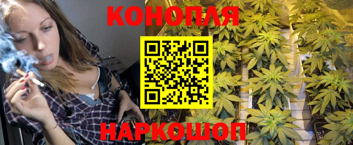 Конопля сатива Искитим